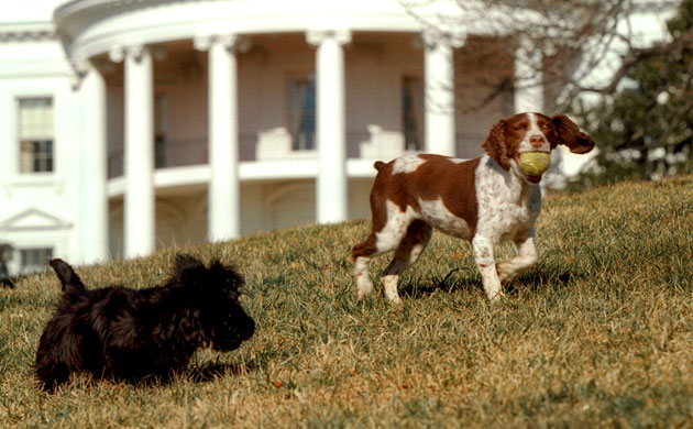 Gallery President George W Bush: First Dogs
