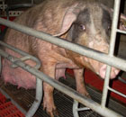 A pregnant pig in a sow stall 