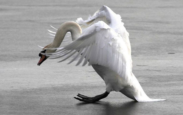 Gallery Snow: Castleford: A swan attempts to land on a frozen lake