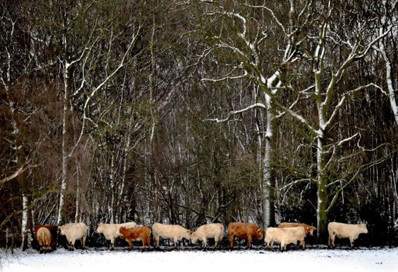 Gallery Snow: Sittingbourne, Kent: Livestock shelter from the snow