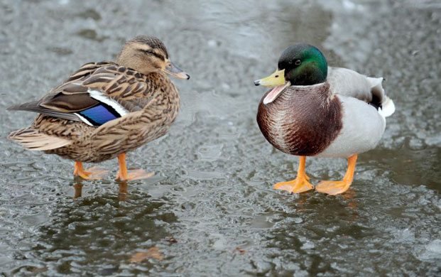 Gallery Snow: Aylesbury, Kent: Ducks walk on a frozen pond