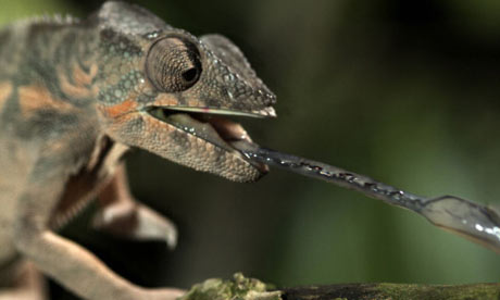 Panther chameleon from Life in Cold Blood