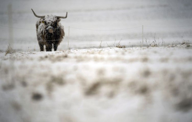 Gallery 6 January 2009: Sonnenbuehl, Germany: A Highland cow stands in the snow on a pasture