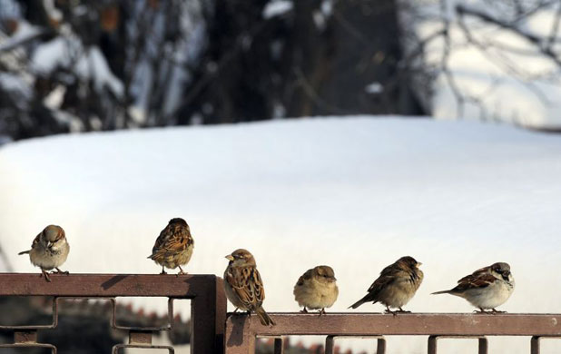 Gallery 6 January 2009: Skopje, Macedonia: Sparrows are seen in a city park