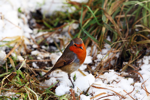 Gallery snow: Hoxne, Suffolk: A robin in the snow