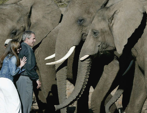 Gallery President George W Bush: U.s. President Bush And Daughter Barbara With African Elephants In Botswana
