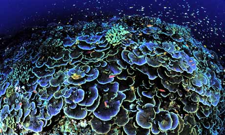A coral seen off Jarvis Island in the Pacific Ocean