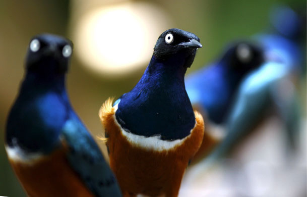 Gallery 24 hours in pictures : Birds in Singapore's Jurong Birdpark