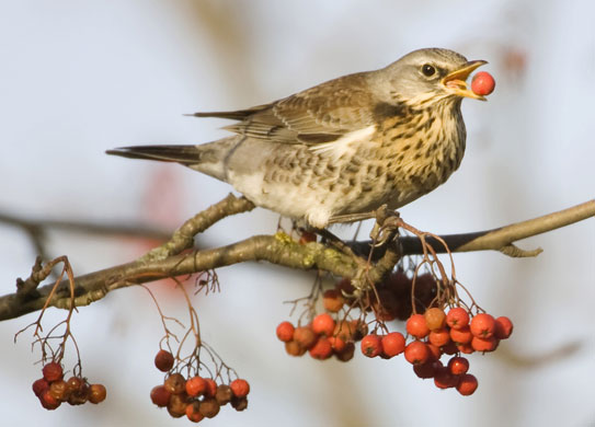 Gallery RSPB: A fieldfare