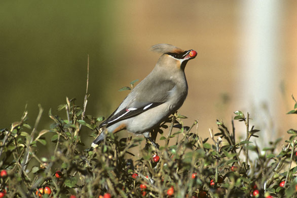 Gallery RSPB: A waxwing