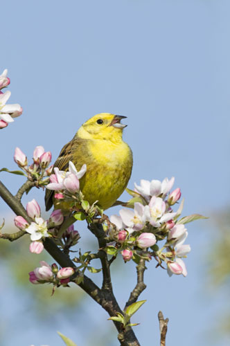 Gallery RSPB: A yellowhammer
