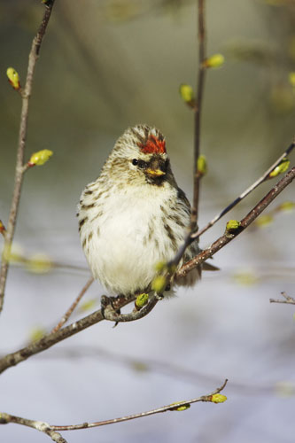 Gallery RSPB: A redpoll