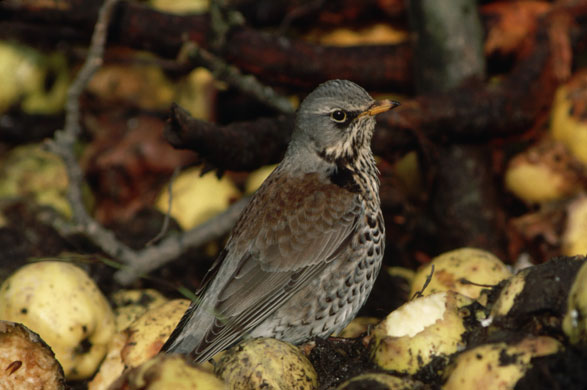 Gallery RSPB: A fieldfare