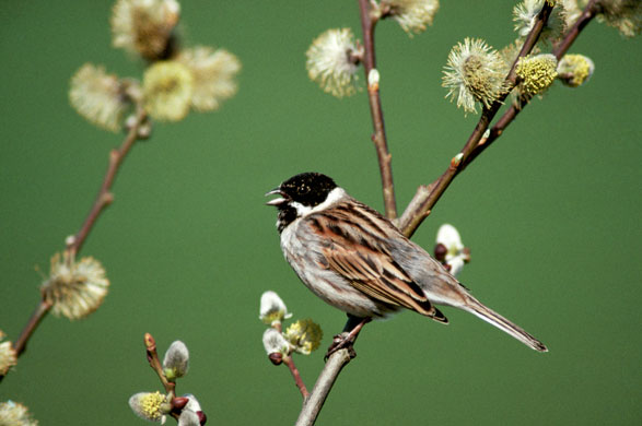 Gallery RSPB: A reed bunting