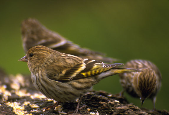 Gallery RSPB: Siskins