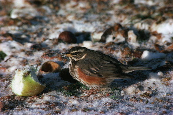 Gallery RSPB: A redwing