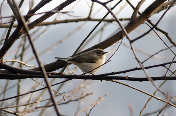 Gallery RSPB: A Siberian chiffchaff