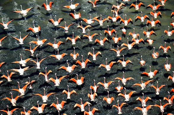 Gallery Eyewitness: Flamingos over a lake near Santa Rosa in Argentina