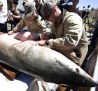 A protected great white shark is dissected at the Auckland Museum