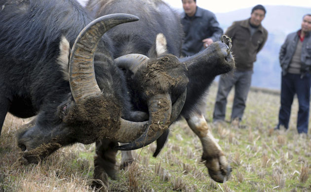 Gallery The week in wildlife: Miao villagers watch during a bullfighting contest