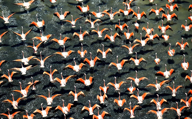Gallery The week in wildlife: Flamingos fly over a lake near Santa Rosa de la Pampa