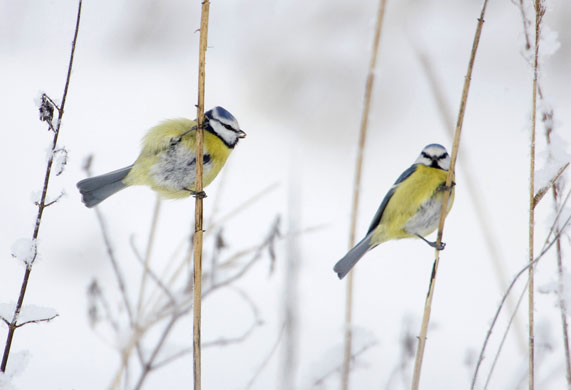 Gallery The week in wildlife: Blue Tits sit on dried grass in a field near the village of Siabryn