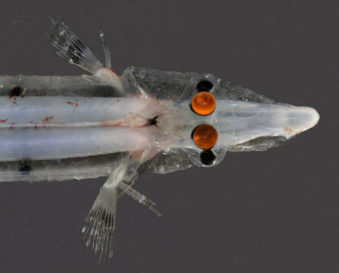 Gallery The week in wildlife: Spookfish