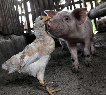 Gallery The week in wildlife: A chicken stands with a piglet at a small family farm