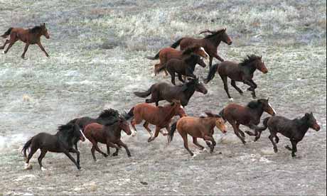 herd of horses. A herd of wild horses run in