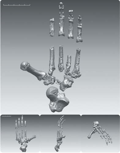 Ardi : Ardipithecus ramidus lived 4.4 million years ago in what is now Ethiopia