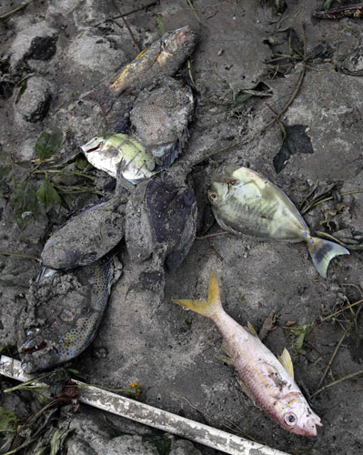 week in wildlife: Dead fish lie in the mud in Western Samoa  after  Tsunami