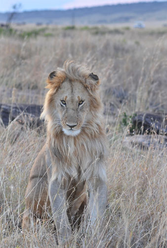 week in wildlife: a male lion is seen in Masai Mara National Park in Kenya