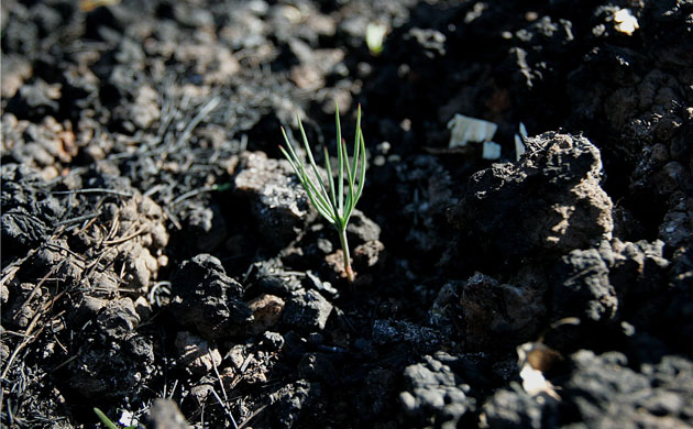 week in wildlife:  a pine seedling emerges, fire-ravaged Marathon township, Greece