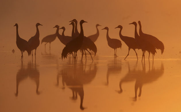 week in wildlife: A group of Common Cranes, Germany