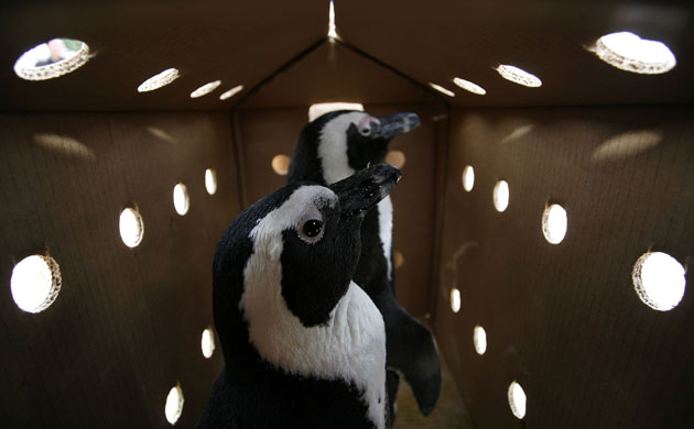 week in wildlife: Rehabilitated African Penguins in Cape Town