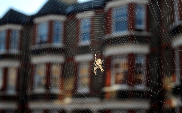 week in wildlife: Conservationists predict bumper spider season, London, UK