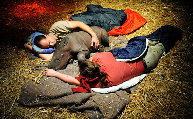 week in wildlife: A female rhino baby lies between two keepers, zoo of Muenster, Germany