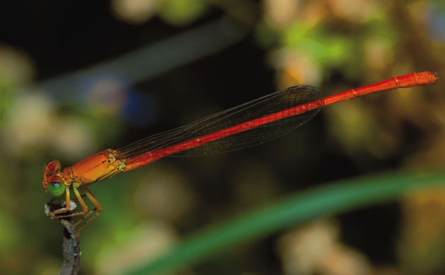 week in wildlife: Mediterranean damselflies on IUCN red list: Common Pond Damsel 