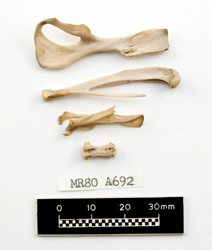 Mary Rose : Rat bones found aboard the Mary Rose wreckage
