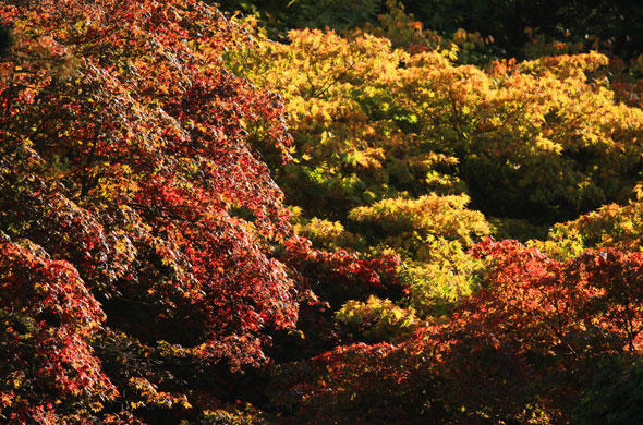 Autumn: The early morning sunlight breaks through leaves in Victoria Park