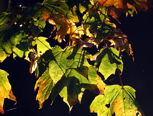 Autumn: The early morning sun bursts through the trees