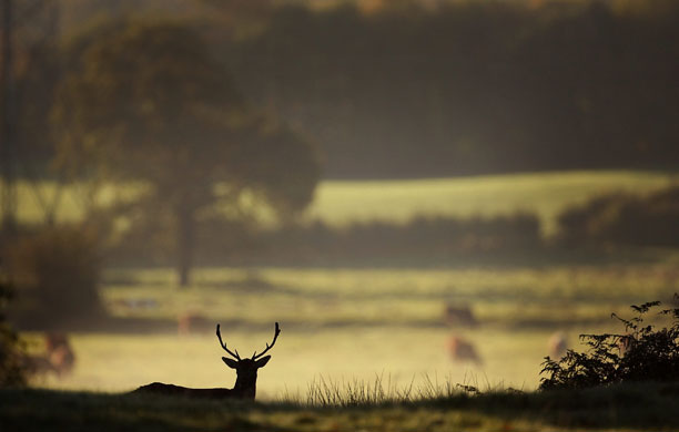 Autumn: A deer forgages for food at Dunham Massey