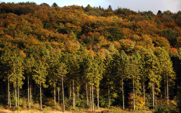 Autumn: Deciduous trees display autumn colours in Wendover Woods, Buckinghamshire