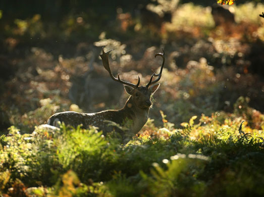 Autumn: A deer forgages for food at Dunham Massey, Altrincham, England