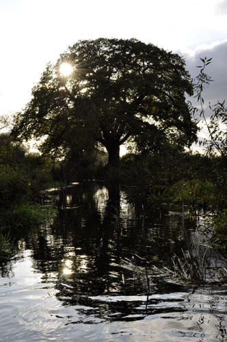 River Roding camera club: Flare from low sun behind a silhouetted tree reflected in the water