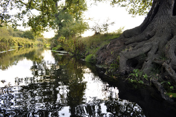 River Roding camera club: The texture of the tree trunk contrasts with the reflections