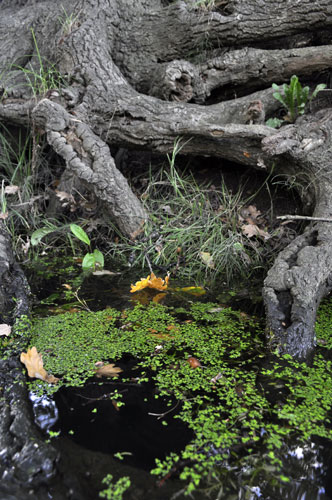 River Roding camera club: Natural textures at the river's edge. 