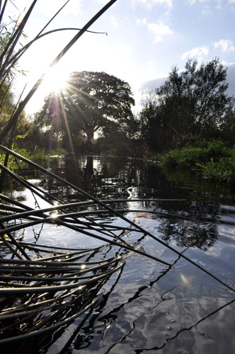 River Roding camera club: Lens flare from low sun over reeds