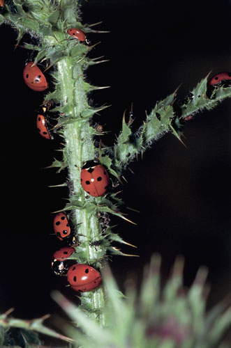 Ladybird: Seven Spot Ladybirds on a stem (Coccinella septempunctata)