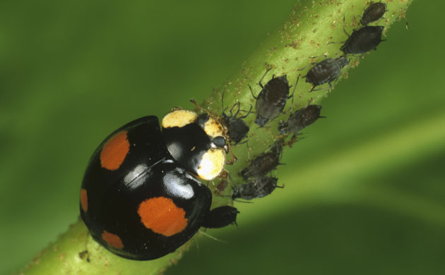 Ladybird: Harlequin Ladybird